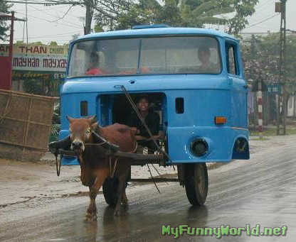 Funny Bull Cart Car