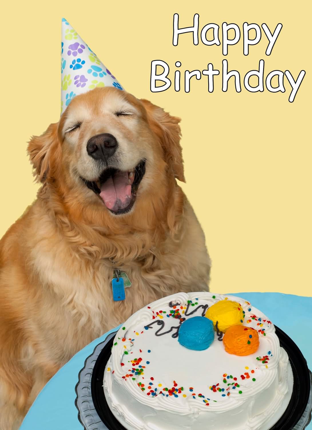 Download Birthday Images Funny Animals
