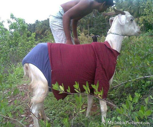 Funny Dress Up Goat In India