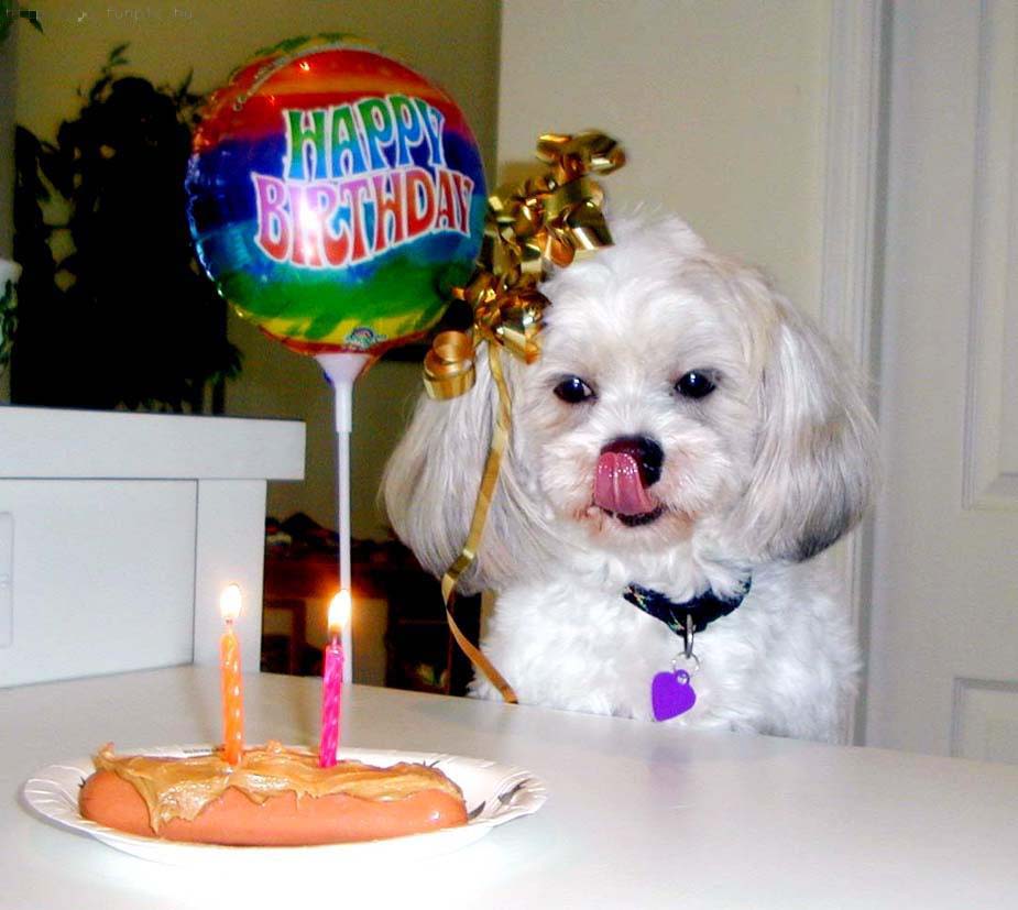 Funny Happy Birthday Animal Picture