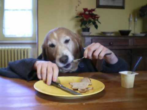 Funny Human Dog Eating Food