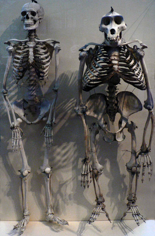 Funny Human Gorilla Skeleton