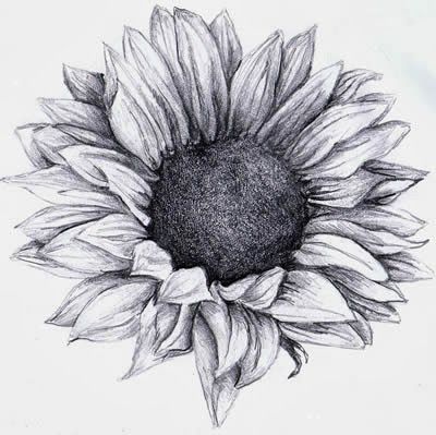 Grey Sunflower Tattoo Design By Bette