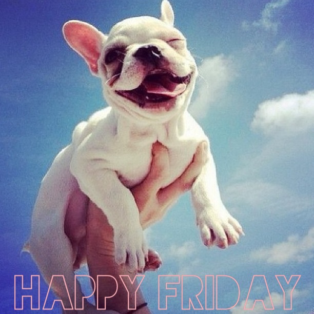 Happy Friday Funny Smiling Puppy
