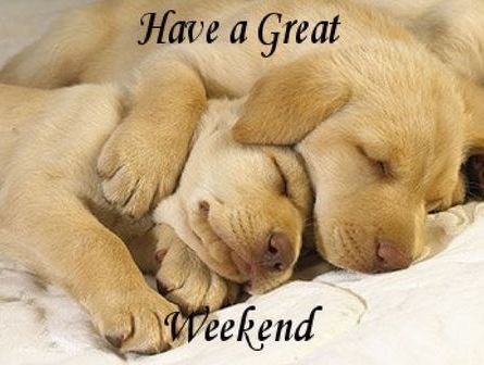 Image result for nice weekend images with pets
