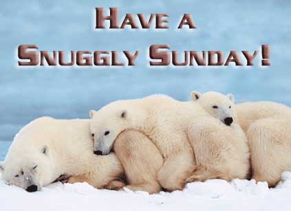 Have A Snuggly Sunday Polar Bears Picture