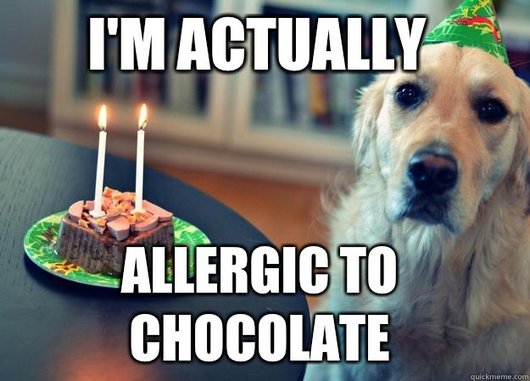 I Am Actually Allergic To Chocolate Funny Birthday Sad Dog Meme