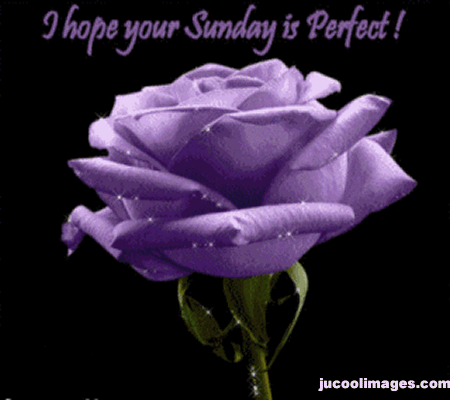 I Hope Your Sunday Is Perfect Purple Rose Glitter