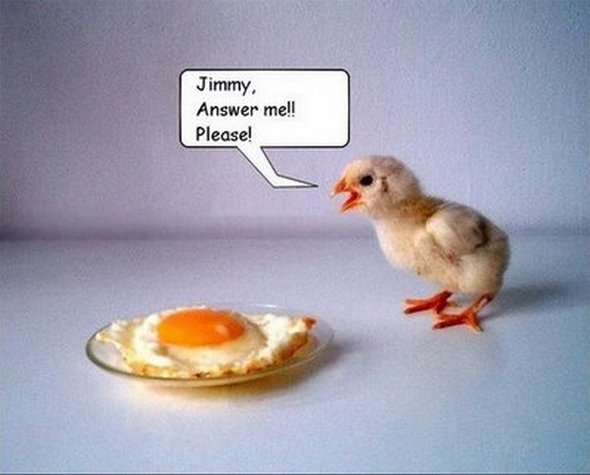 Jimmy Answer Me Please Funny Chicken Egg