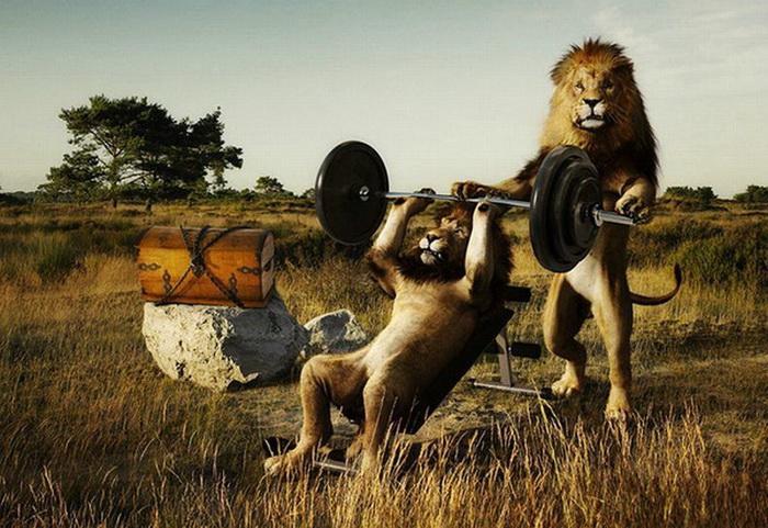 Lions Doing Exercise With Road Funny Animal