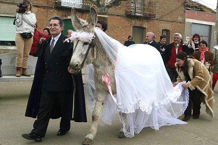Man Married With Donkey Funny Wedding