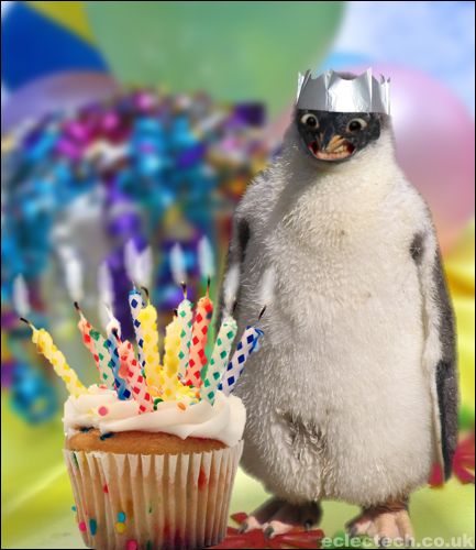 Penguin Celebrating Birthday Funny Picture
