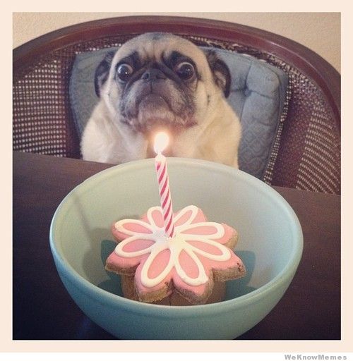 Pug Dog Funny Birthday Picture