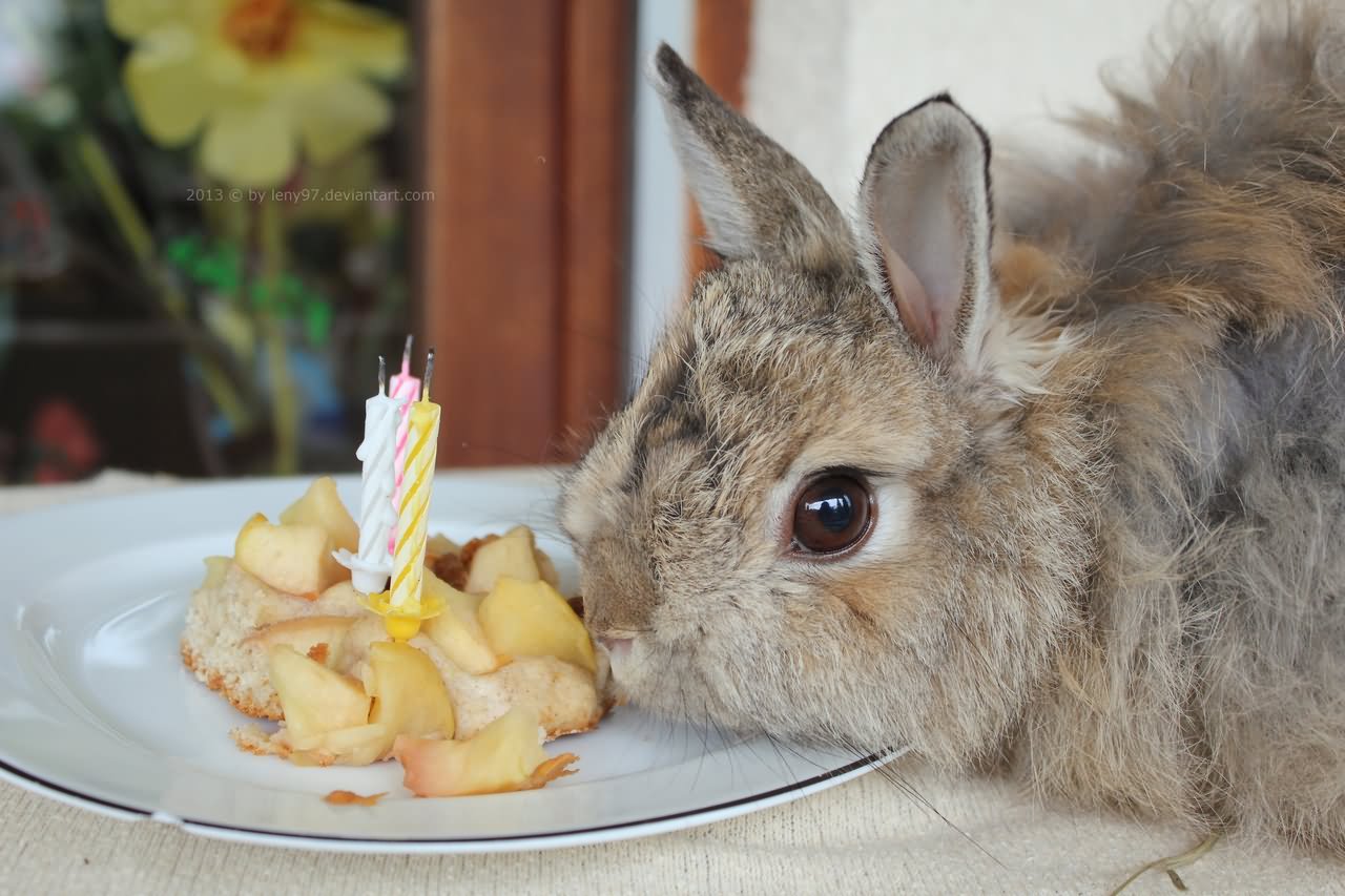 Rabbit Eating Birthday Cake Funny Animal Image