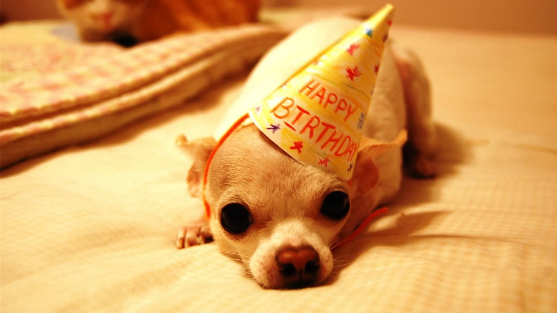 Sad Animal Happy Birthday Funny Picture