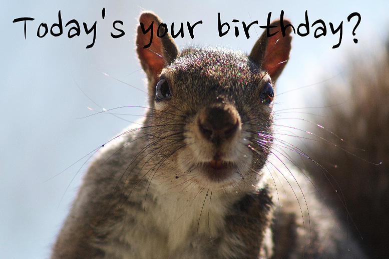 Squirrel Asking It's Your Birthday Funny Picture
