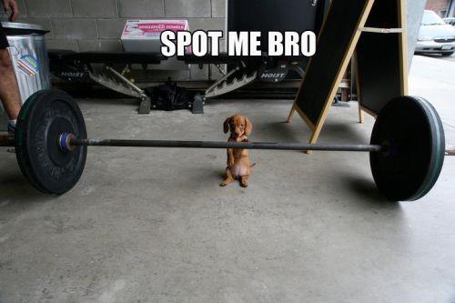Stop Me Bro Funny Dog Exercise Meme