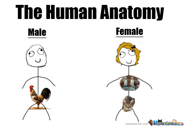 The Human Anatomy Male & Female Funny Meme