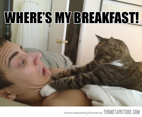 Where Is My Breakfast Funny Human Vs Cat Fighting