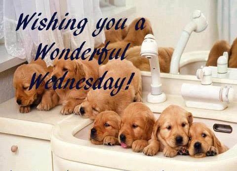 Wishing You A Wonderful Wednesday Puppies Picture