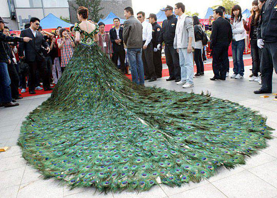 Woman In Peacock Dress Funny Picture