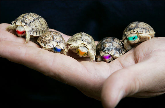 A Handful Of Funny Tortoise Picture