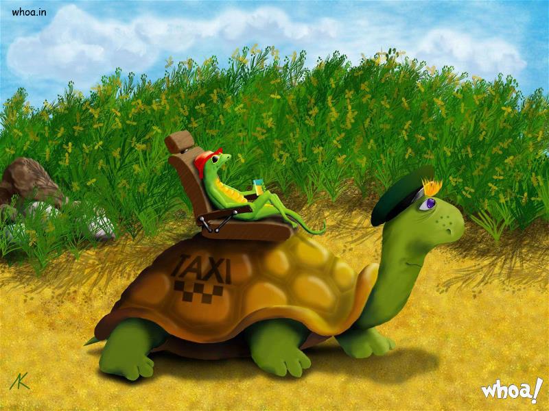 Animal On Tortoise Funny Animated Image