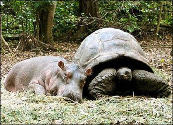 Baby Hippo With Funny Tortoise