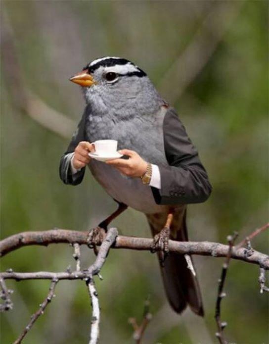 Bird Drinking Tea Funny Animated Picture