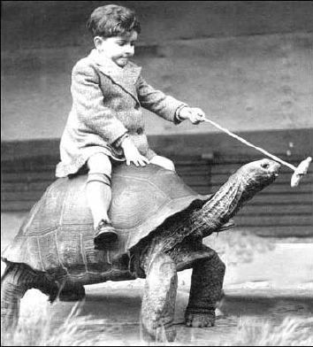 Boy On Tortoise Funny Picture