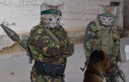 Cat Couple In Army Costume Funny Picture