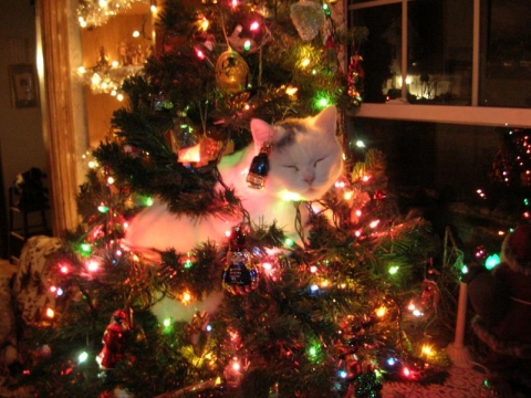 Cat In Funny Christmas Tree
