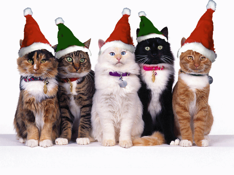 Cats Are In Santa Claus Hat Funny Christmas Animated Picture