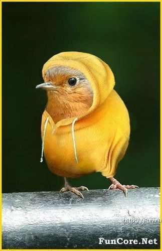 Cute Bird In Winter Dress Funny Image
