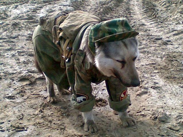 Dog In Army Costume Funny Image