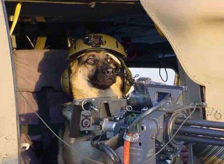 Dog In Army Costume Funny Picture