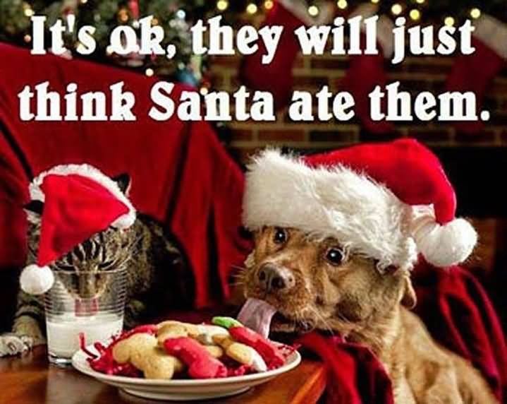 Dog In Santa Claus Dress Eating Funny Christmas