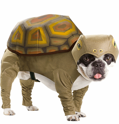 Dog In Tortoise Costume