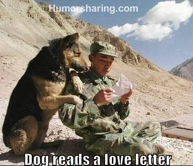 Dog Read Army's Love Latter Funny Picture