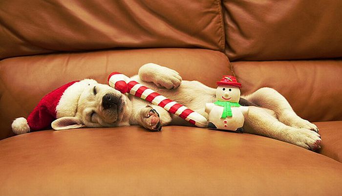 Dog Sleeping In Santa Claus Hat Funny Christmas Photo