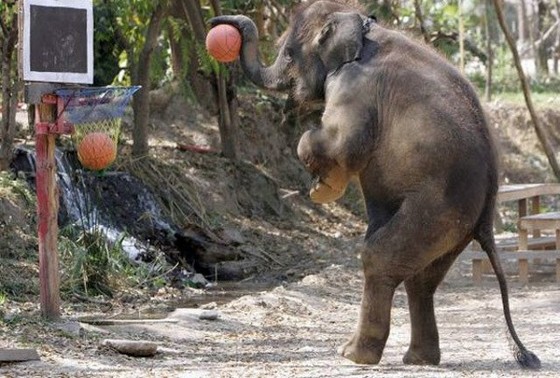 Elephant Playing Basketball Funny Sport Picture