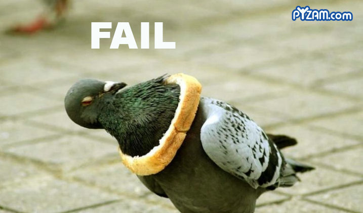 Fail Pigeon Funny Bird