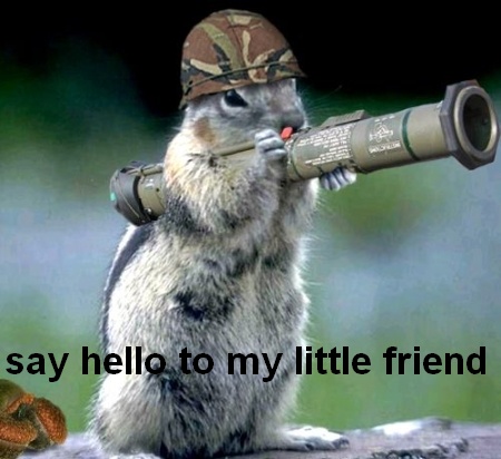 Funny Army Squirrel Picture