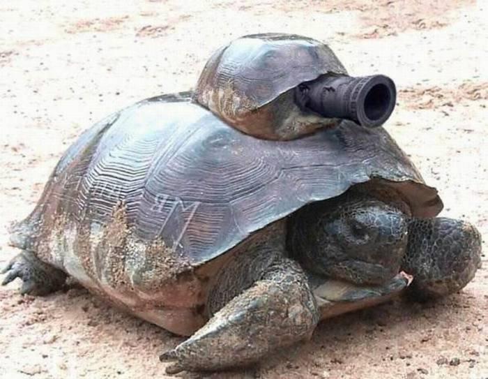 Funny Battle Tortoise Picture