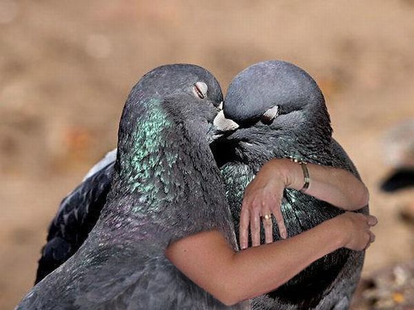 Funny Bird Couple Picture