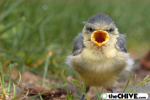 Funny Bird Howling Face Picture
