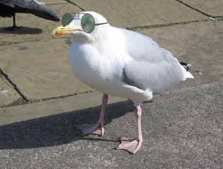 Funny Bird In Sun Glasses