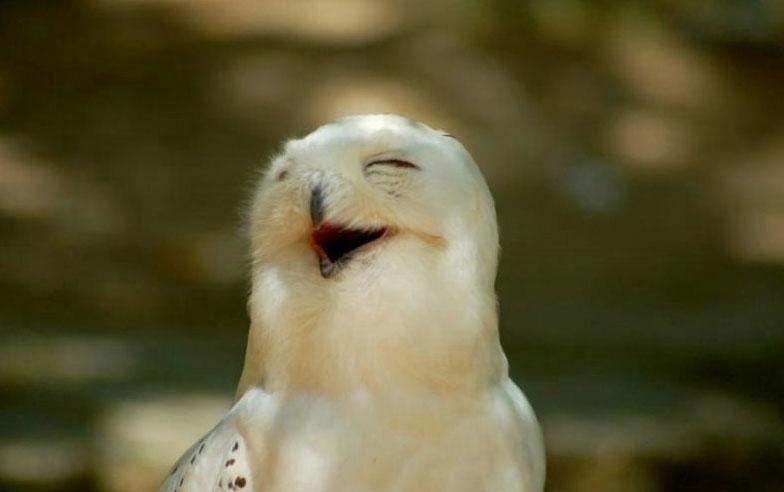 Funny Bird Laughing Image