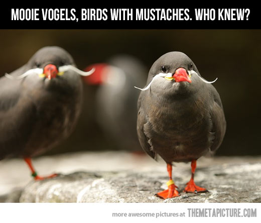Funny Birds With Long Mustaches