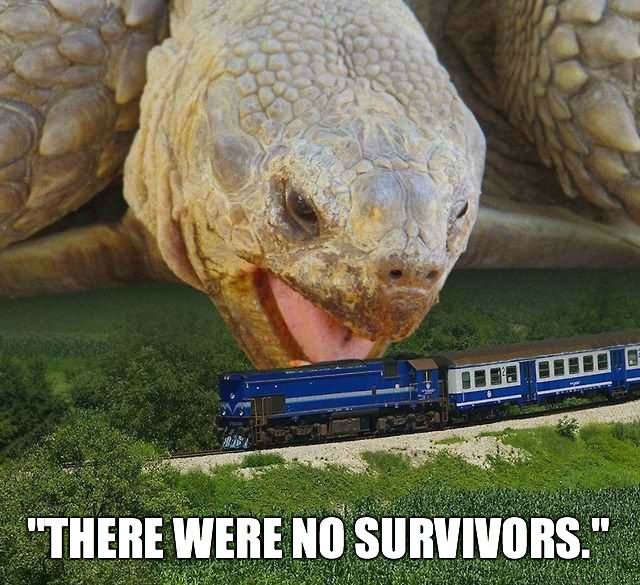 Funny Giant Tortoise Try To Eating Train